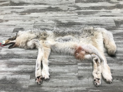 Peau - Loup Arctique #0000799