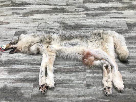 Peau - Loup Arctique #0000799