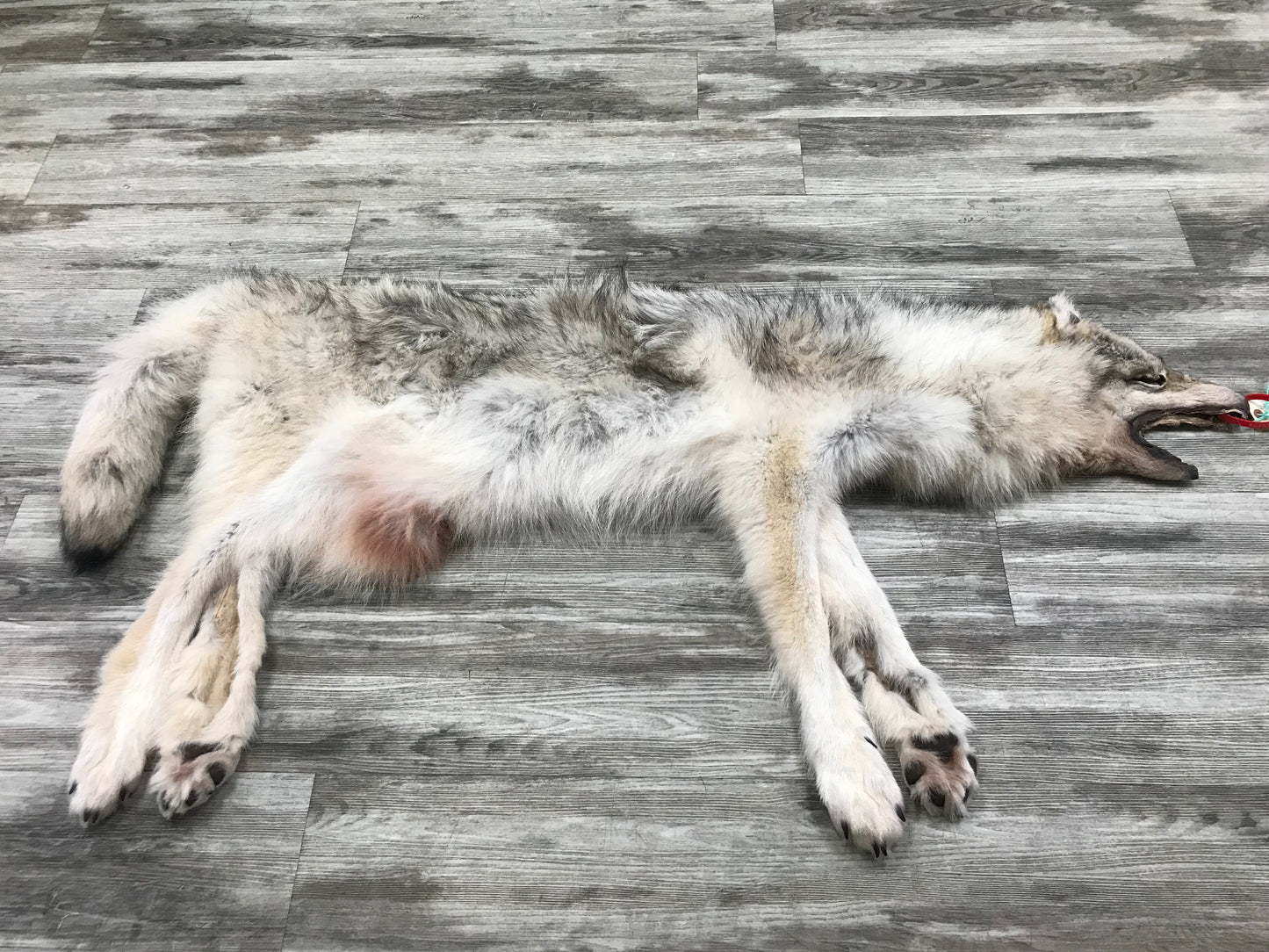 Peau - Loup Arctique #0000799