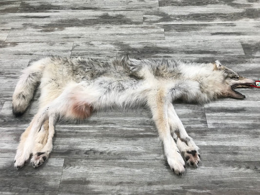 Peau - Loup Arctique #0000799