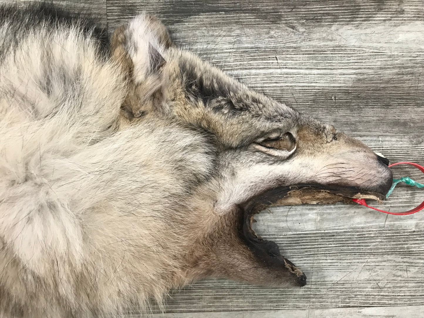 Peau - Loup Arctique #0000799