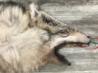 Peau - Loup Arctique #0000799