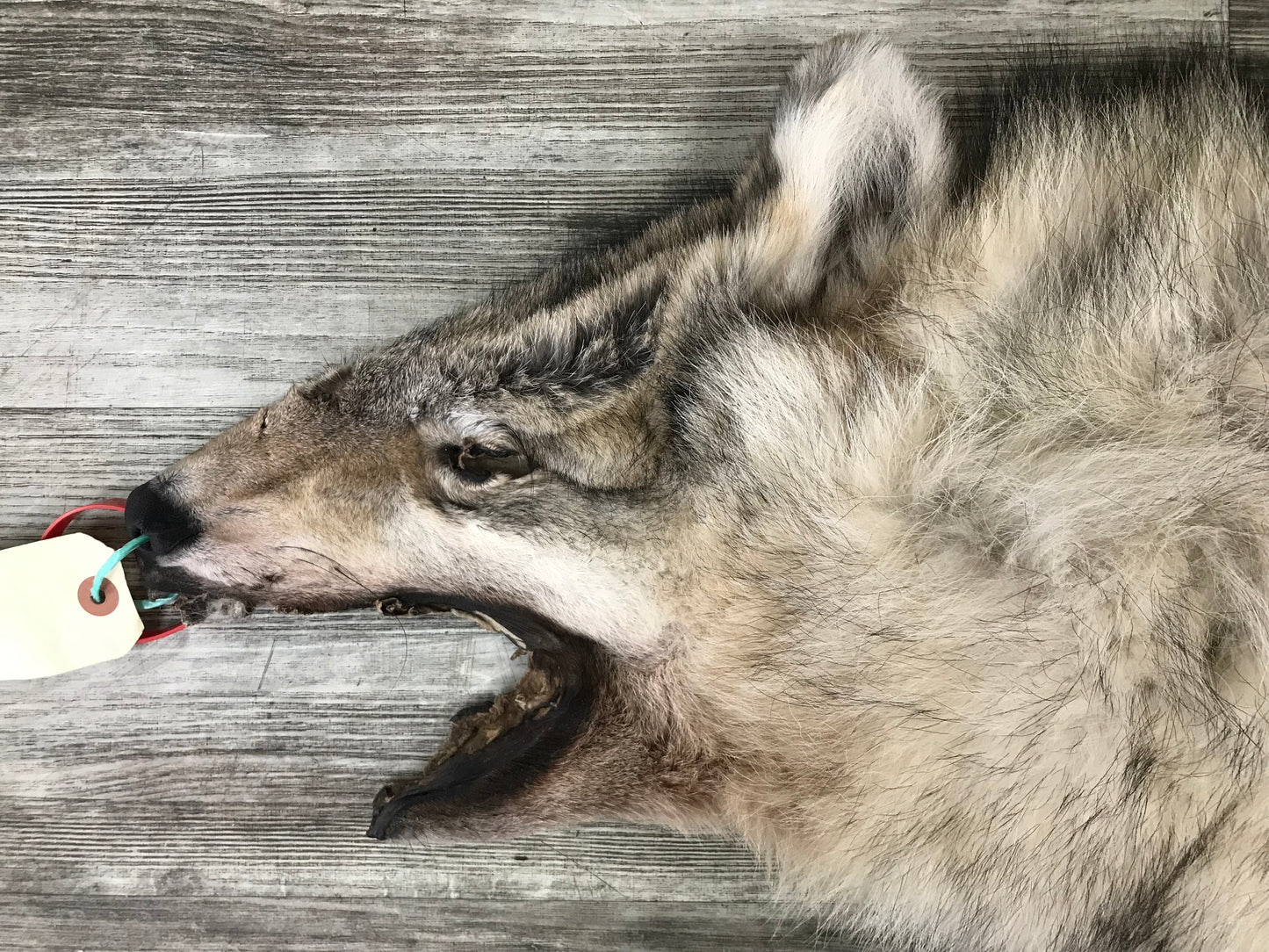 Peau - Loup Arctique #0000799