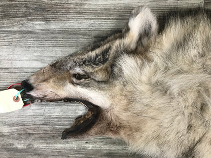 Peau - Loup Arctique #0000799