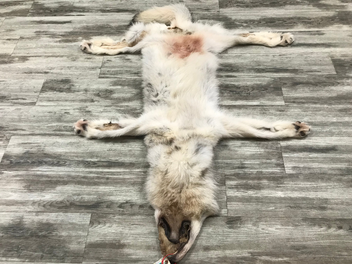 Peau - Loup Arctique #0000799