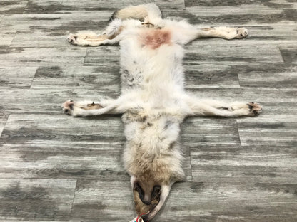 Peau - Loup Arctique #0000799