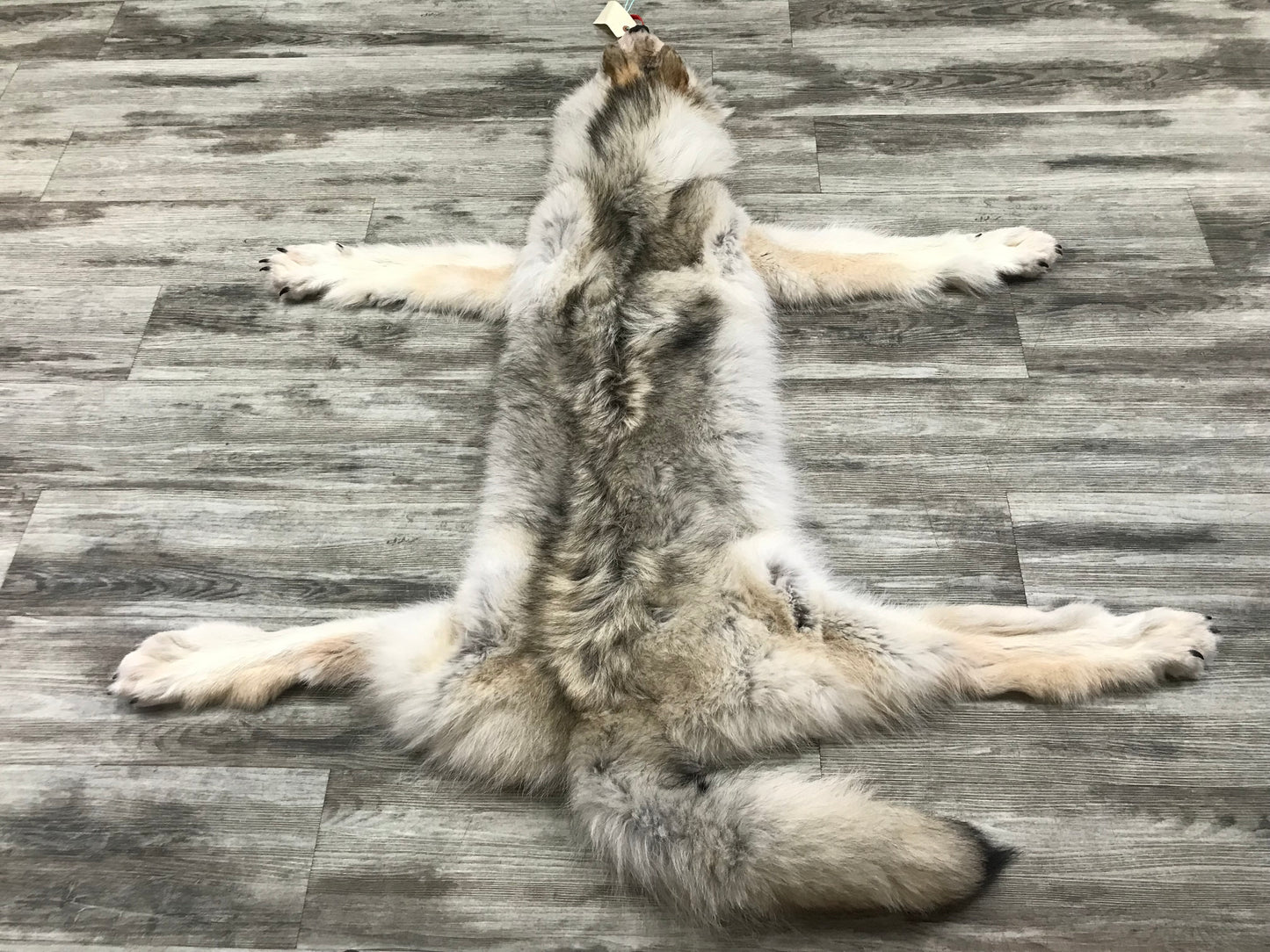 Peau - Loup Arctique #0000799