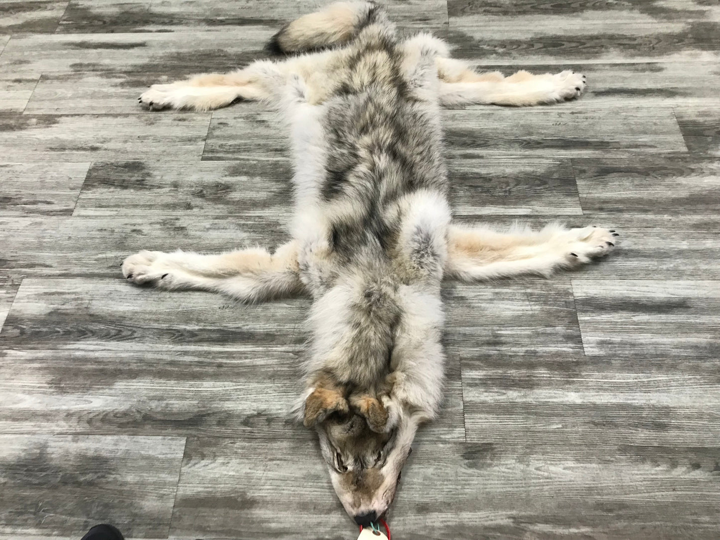 Peau - Loup Arctique #0000799