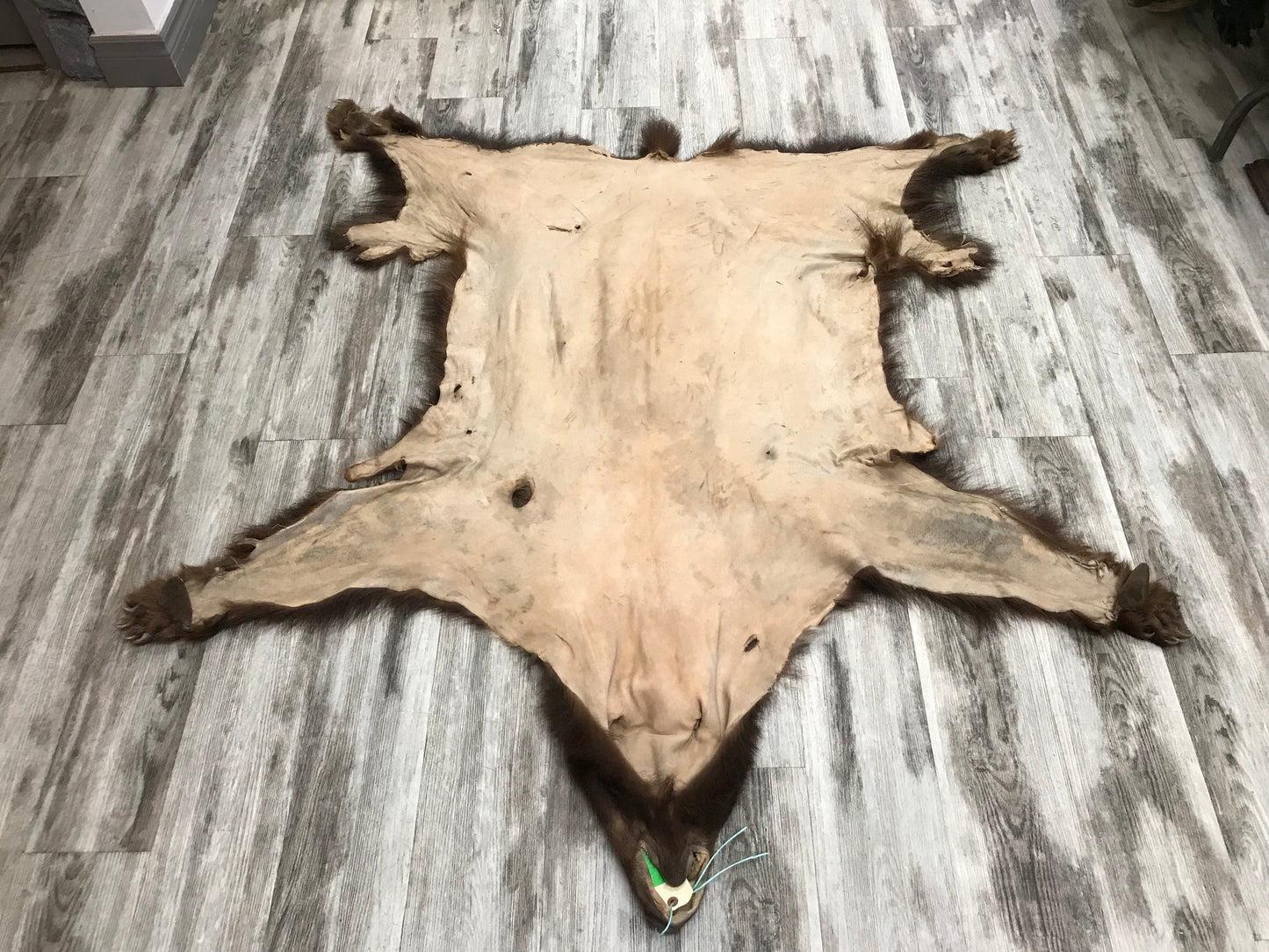 DRESSED SKINS - CINNAMON BEAR #03713