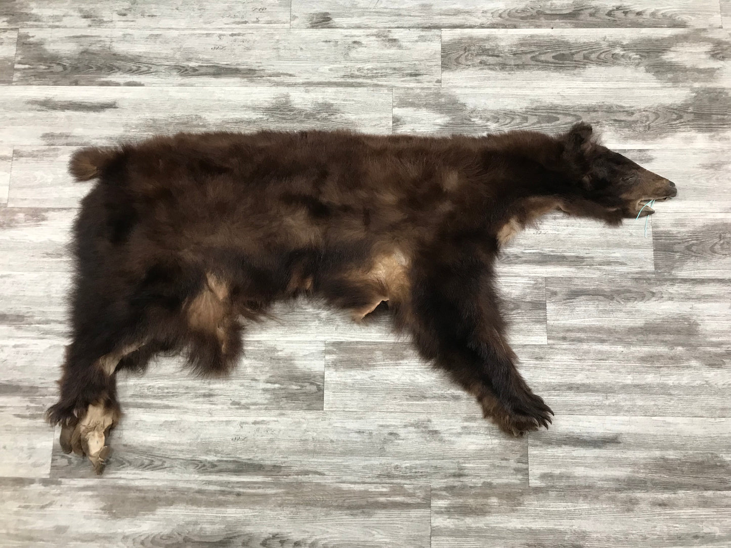 DRESSED SKINS - CINNAMON BEAR #03713