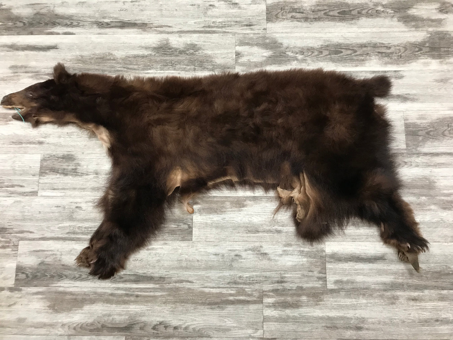 DRESSED SKINS - CINNAMON BEAR #03713