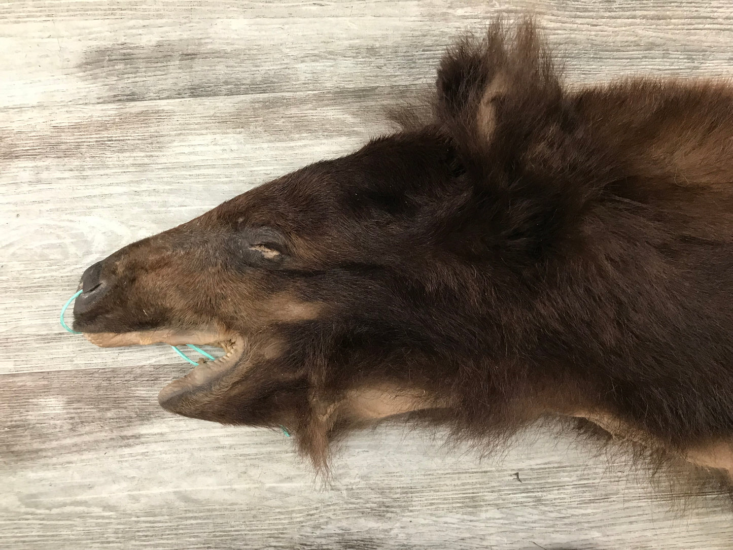 DRESSED SKINS - CINNAMON BEAR #03713