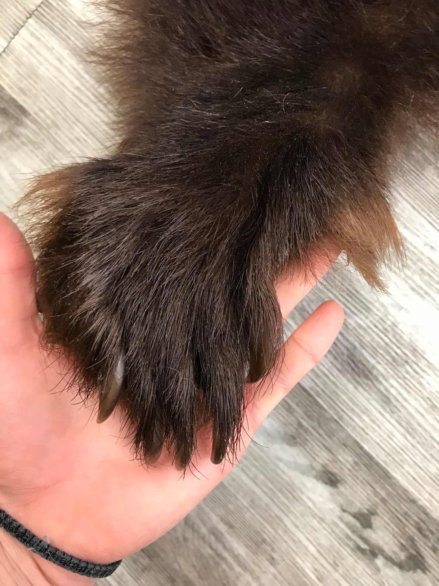 DRESSED SKINS - CINNAMON BEAR #03713