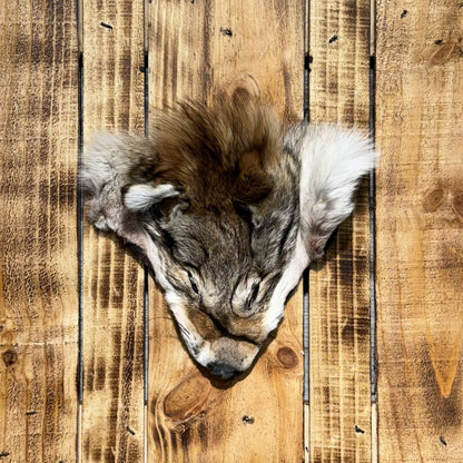 Tête de Coyote