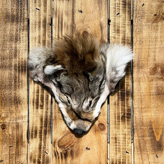 Tête de Coyote