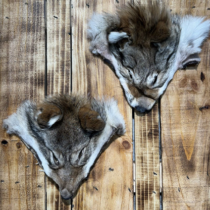 Tête de Coyote