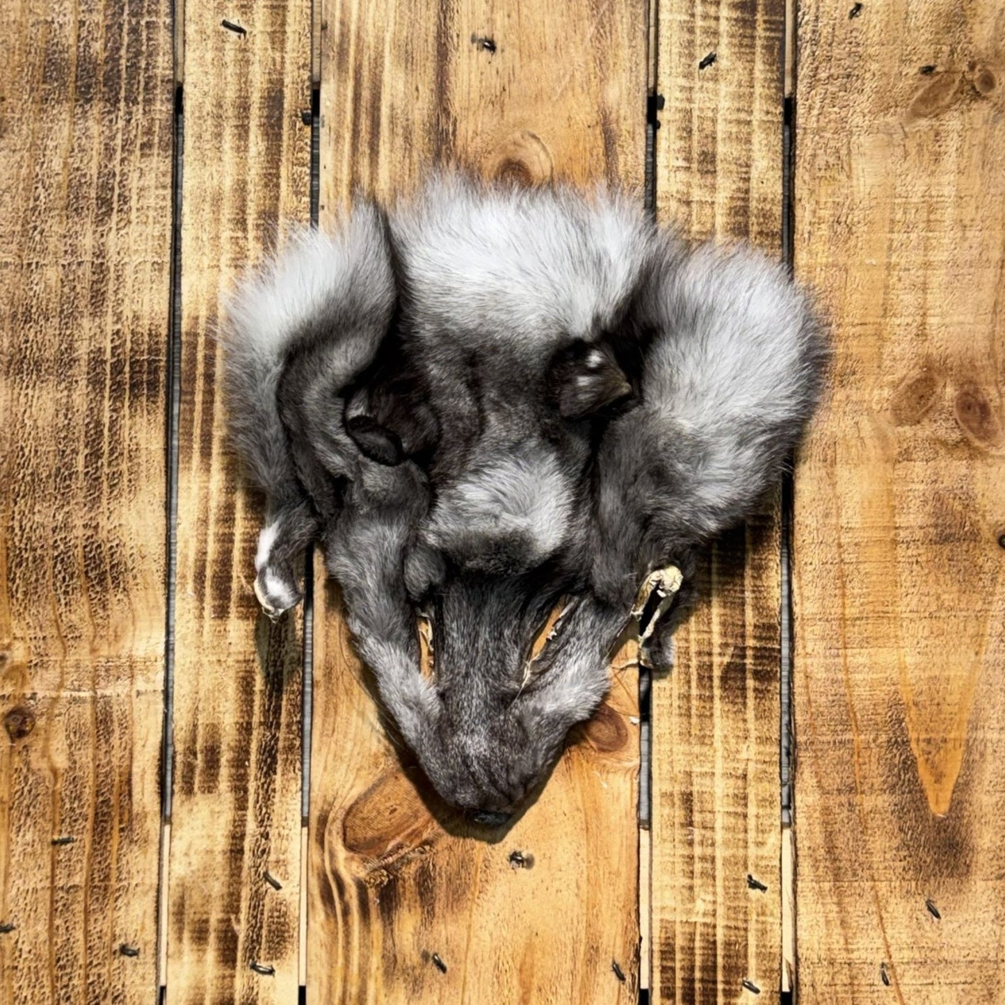 Blue Fox Head