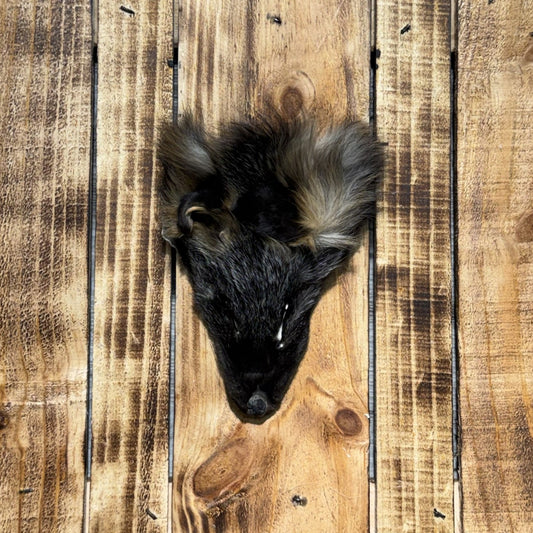 Tête de Renard Croisé