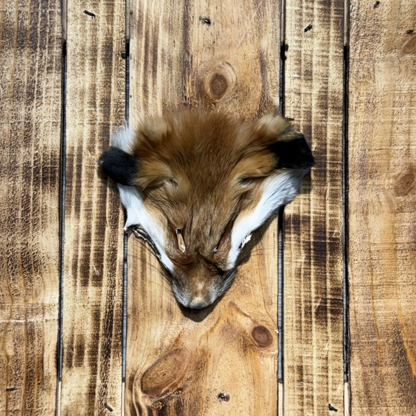 Tête de Renard Roux