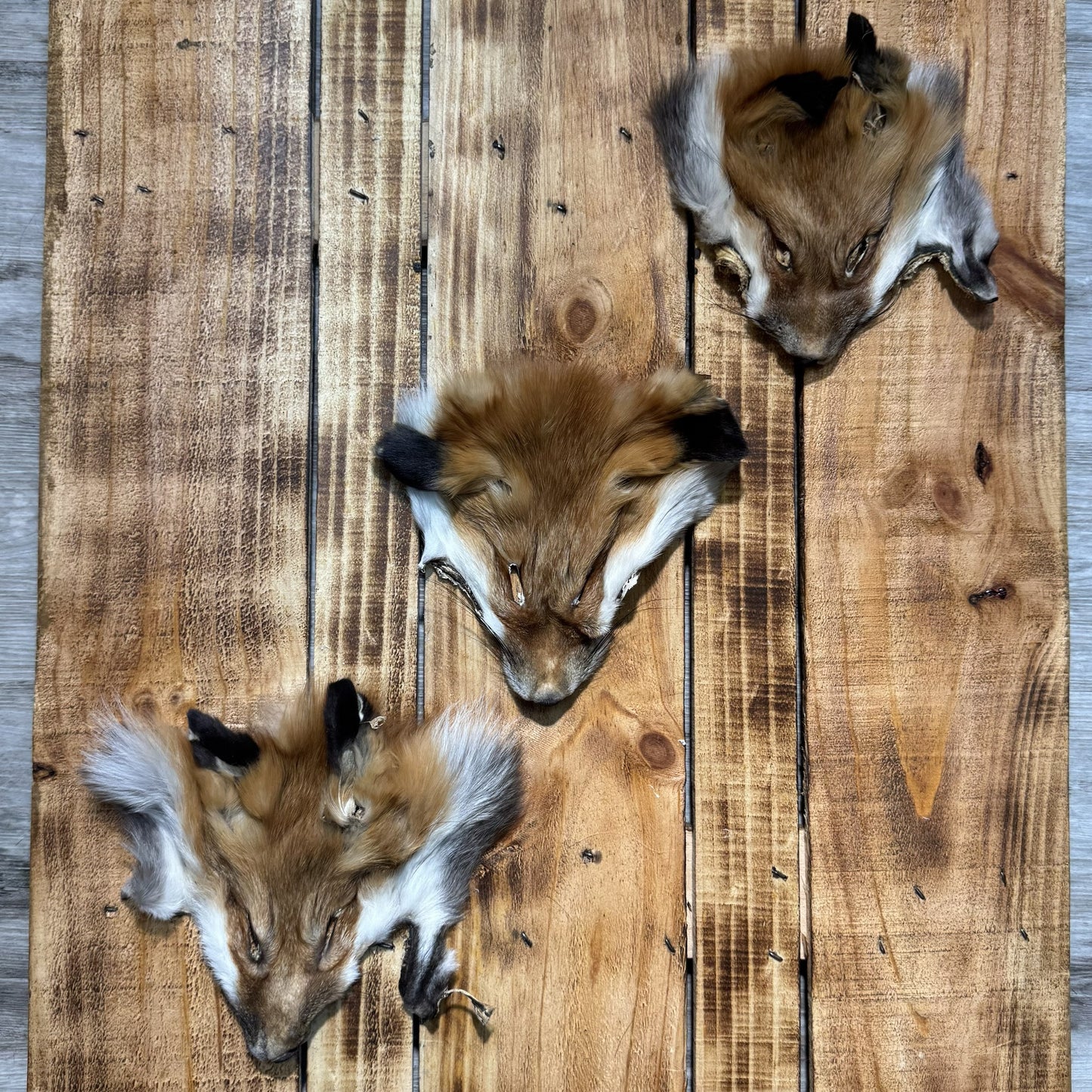 Tête de Renard Roux