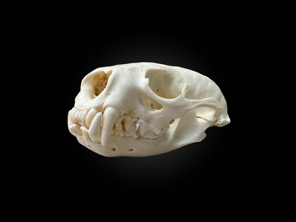 Otter skulls - Grade B