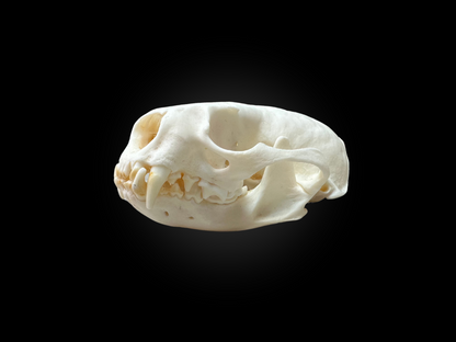 Otter Skulls - Grade A