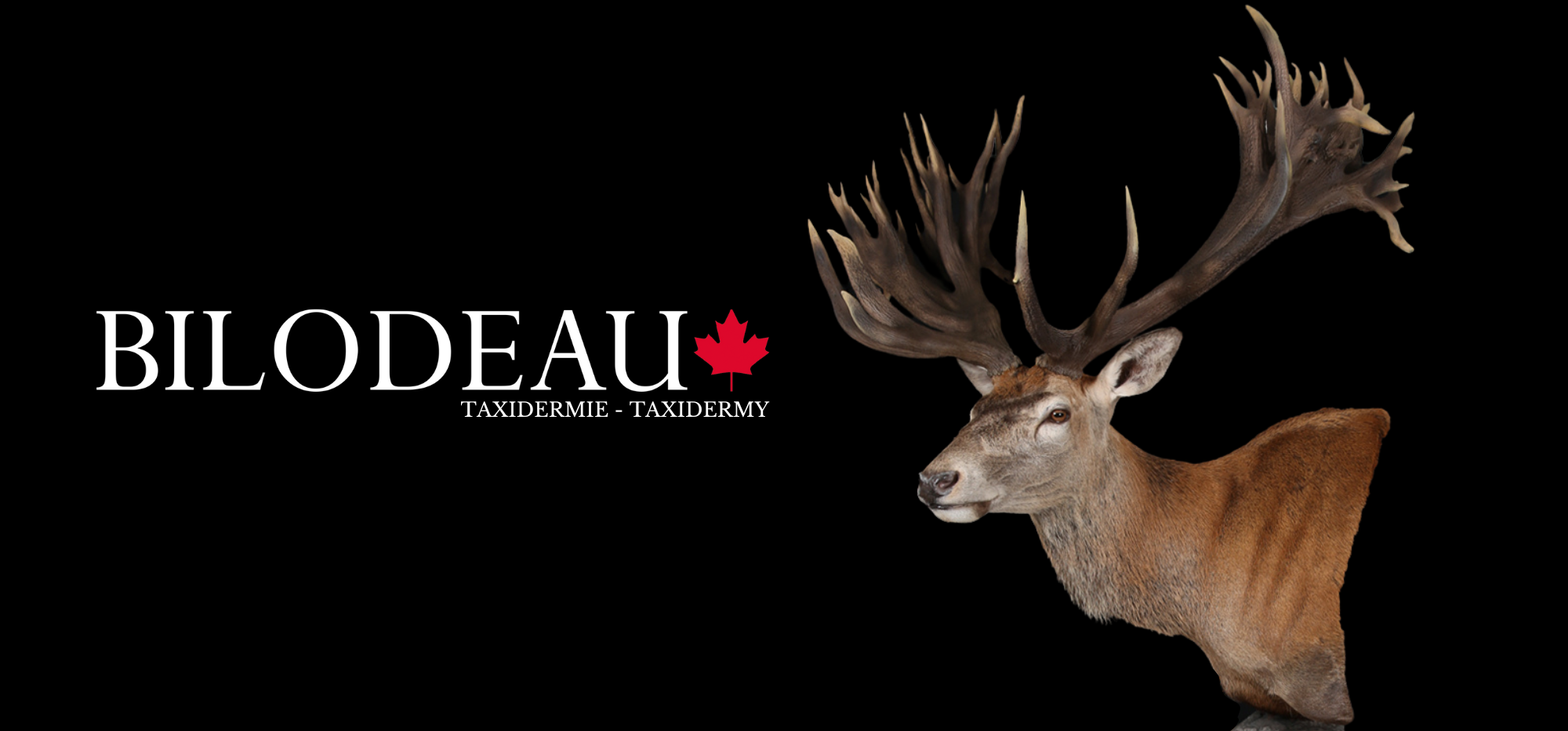 Deer pelt  BILODEAU Canada