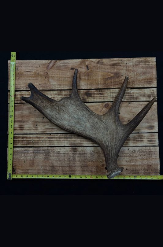 Antlers - Shed antler for rattling #1