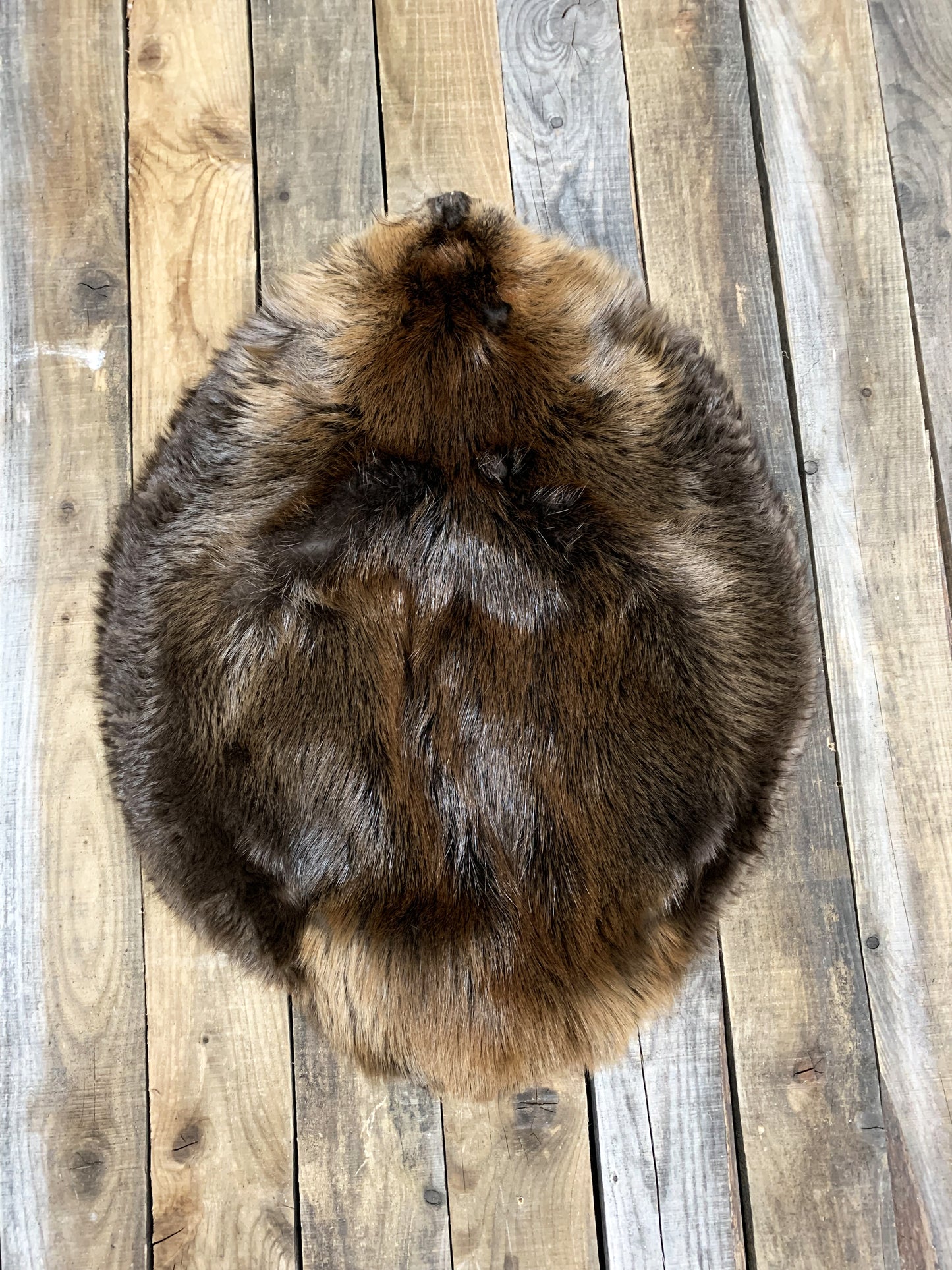 Beaver Pelt