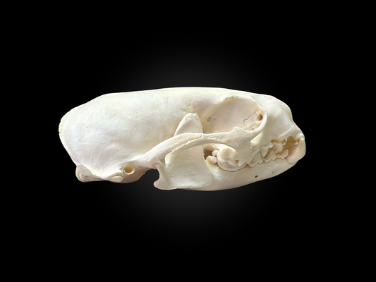 Crânes de Loutre - Grade B