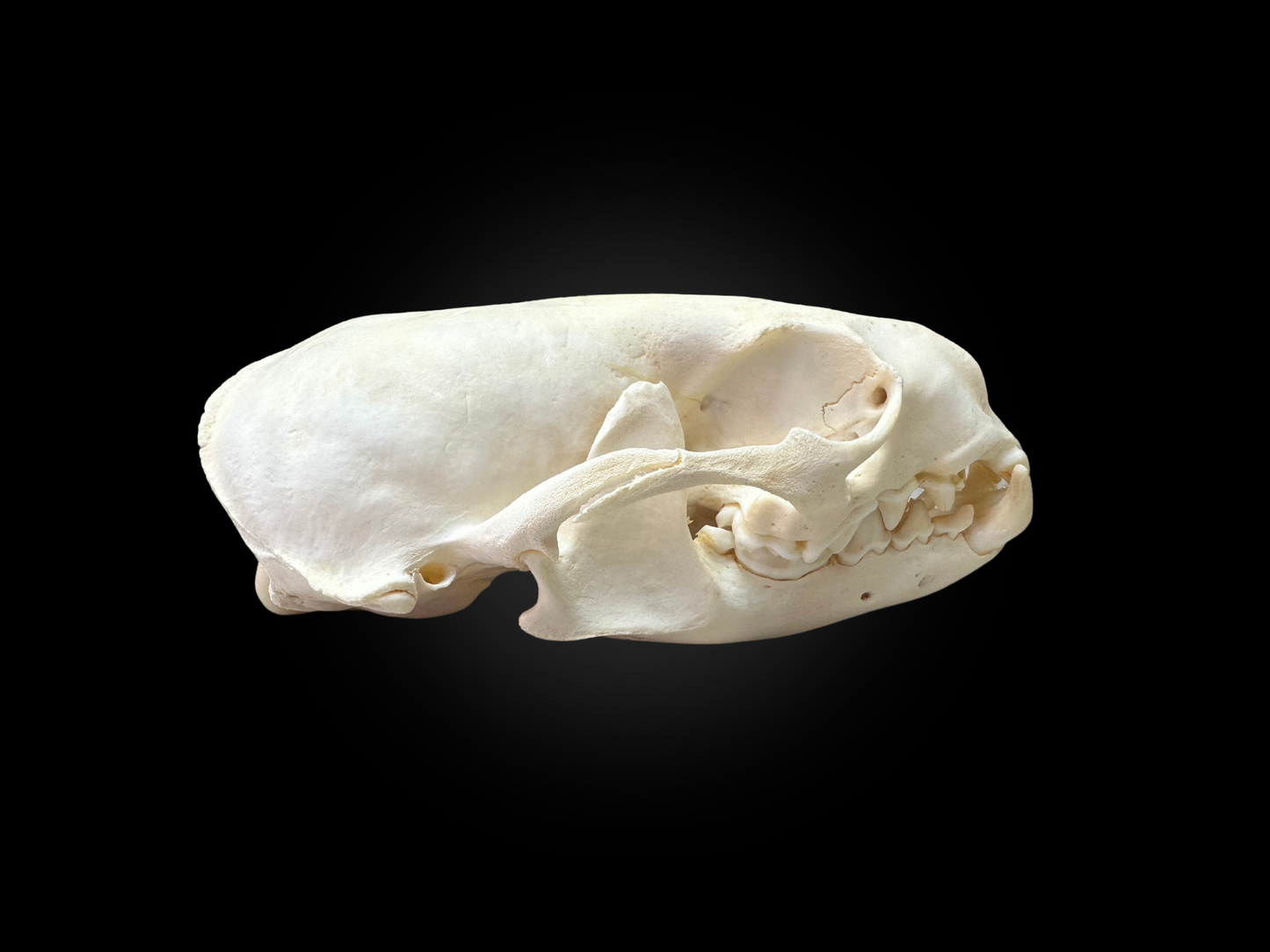 Otter skulls - Grade B