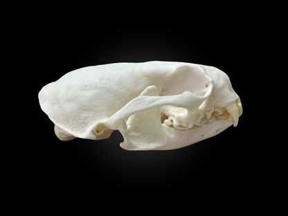 Otter Skulls - Grade A