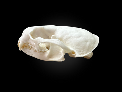 Otter Skulls - Grade A