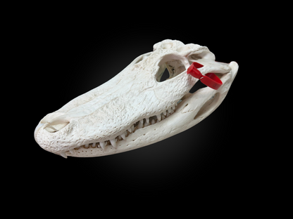 Alligator skull - #0001021