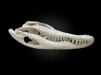 Alligator skull - #0001021