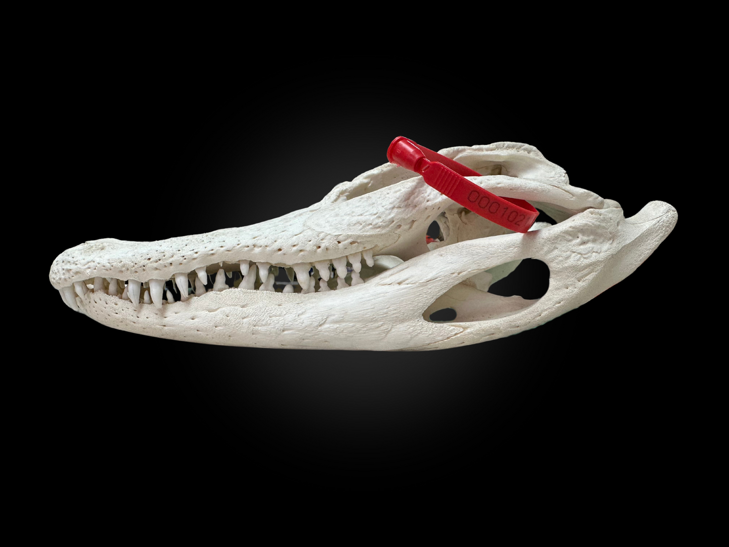 Alligator skull - #0001021