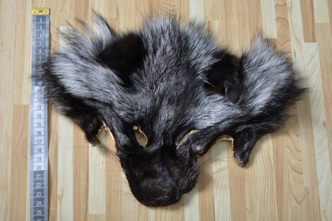 Silver Fox head