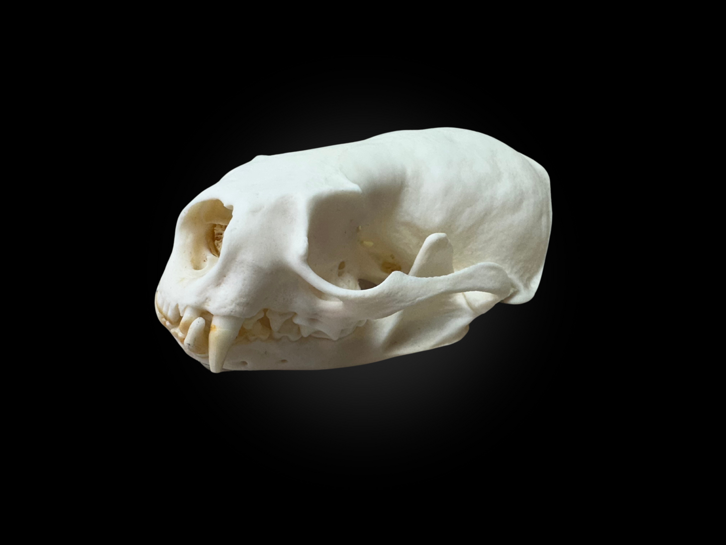 Otter Skulls - Grade A