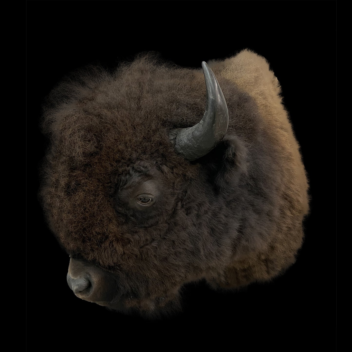 SHOULDER MOUNT - BUFFALO #00817