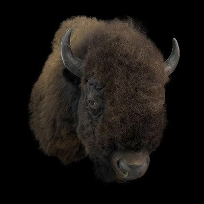 SHOULDER MOUNT - BUFFALO #00817