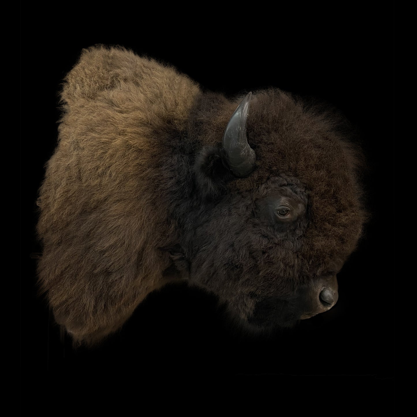 SHOULDER MOUNT - BUFFALO #00817