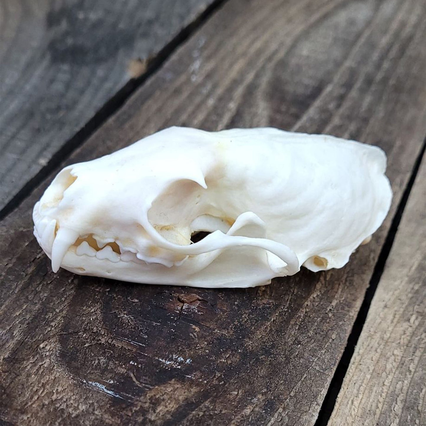 BLEACHED SKULL - MARTEN