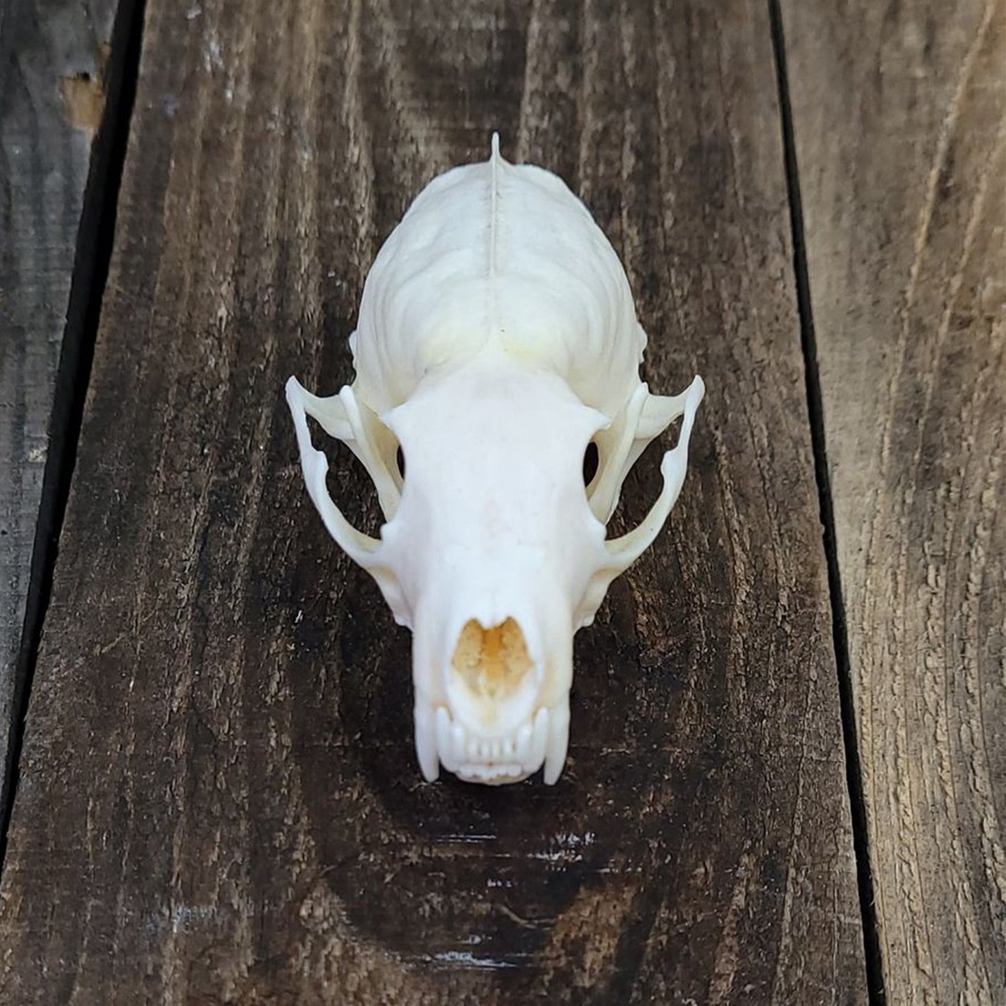 BLEACHED SKULL - MARTEN