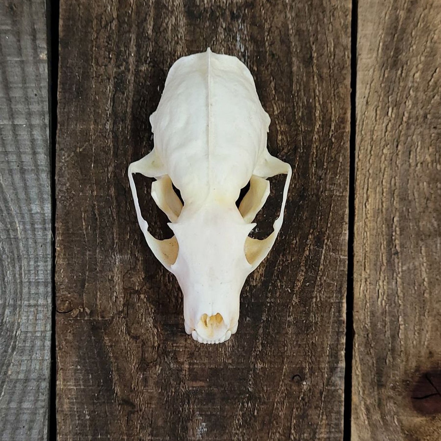 BLEACHED SKULL - MARTEN